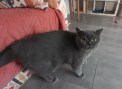 Gismo (3)